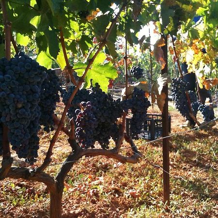 Vineyard Country House With Panoramic Seaview Alexandroúpolis Luaran gambar