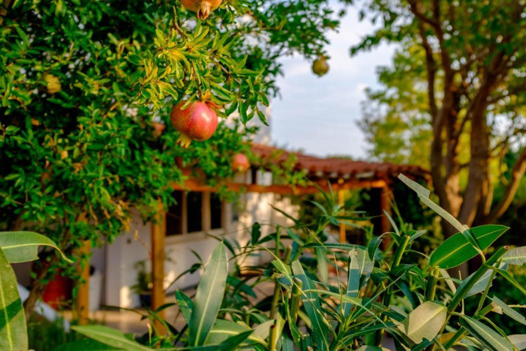 Vineyard Country House With Panoramic Seaview Alexandroúpolis Luaran gambar